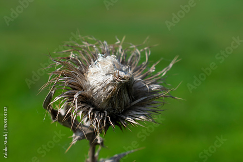 Dry inflorescence of field grass