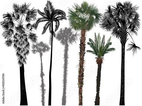 seven palms isolated on white