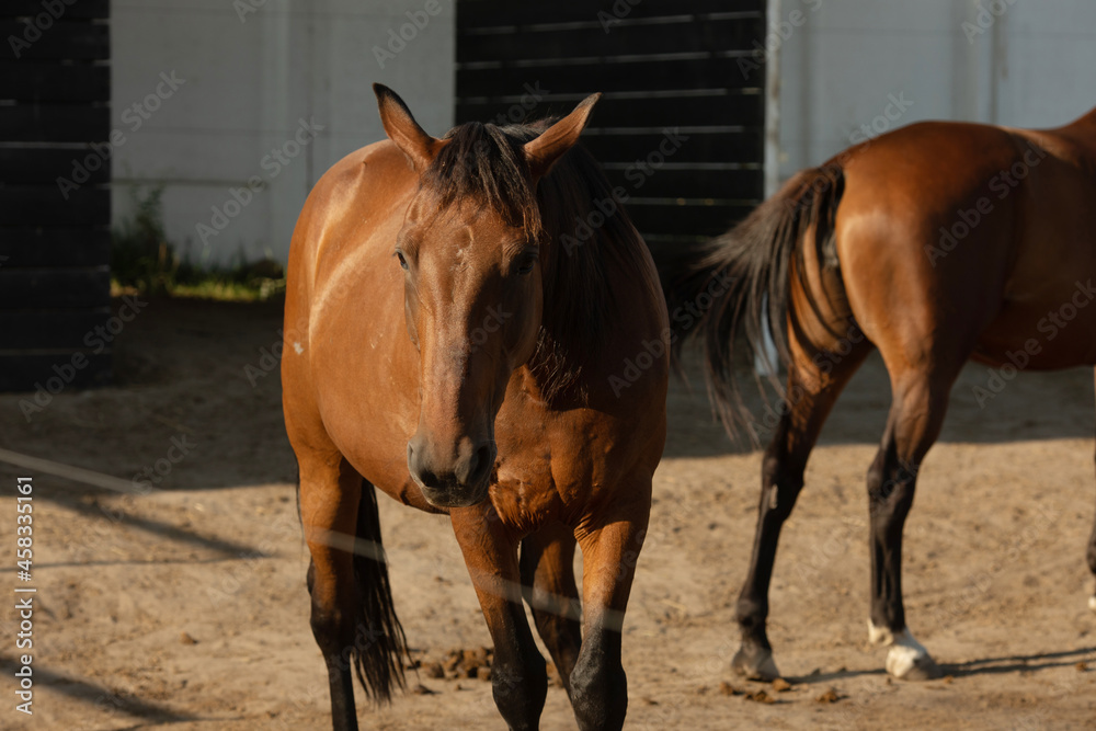 Portrait of a thoroughbred chestnut stallion. Horse outdoor. Portrait of a thoroughbred chestnut stallion. Horse outdoor.