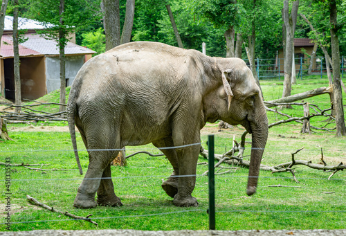 ​ 
​ African elephants at the zoo in Targu Mures, Romania