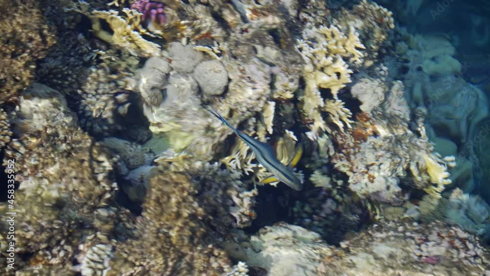 Coral reef through clear clear water. Exotic fish feeds on corals. Ecological balance in nature. Sea life. Coral reef through clear clear water. Exotic fish feeds on corals. Ecological balance in nature. Sea life.
