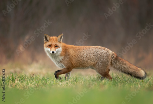 Red fox ( Vulpes vulpes ) close up photo