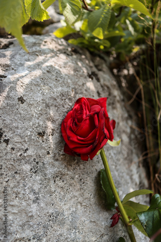 red rose on a stone background
