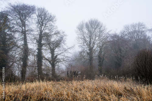 Foggy Dull Day at Irish Canal