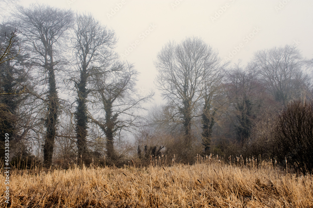 Foggy Dull Day at Irish Canal Foggy Dull Day at Irish Canal