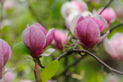 spring magnolia flowers, natural abstract soft floral background. beautiful flowers, delicate magnolia, in the garden or park. pink flower on green natural background. close-up