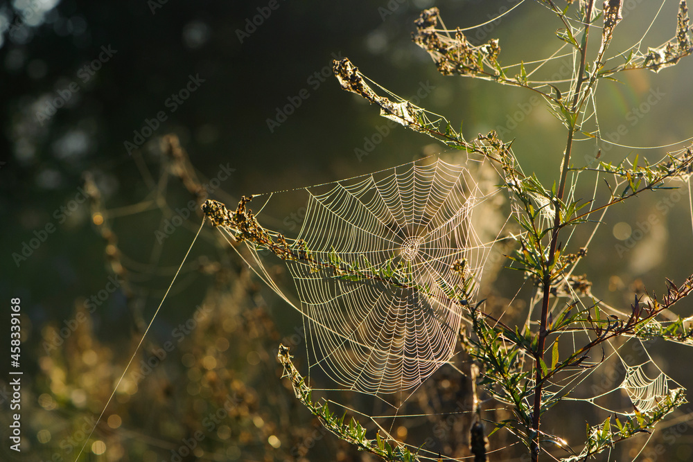 cobwebs on field plants, morning Sunshine, blurred background, dry flowers, web, bokeh, warm sunlight, soft focus. baner. autumn background. macro nature, spider web on meadow flowers