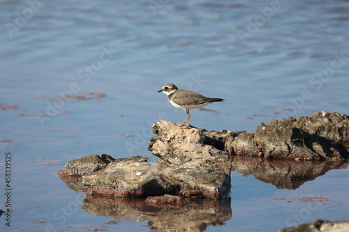 Charadrius dubius walks in shallow water in search of food © leomalsam
