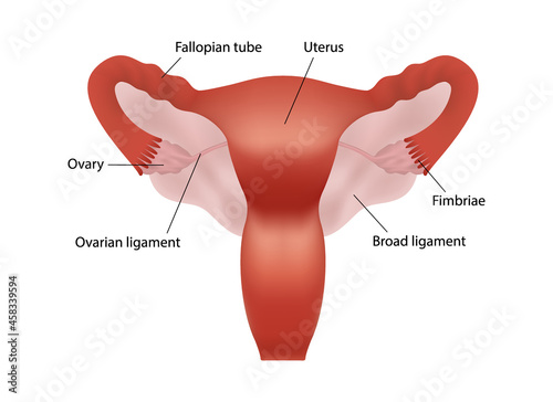 Realistic illustration of female human reproductive system with organs description on white background