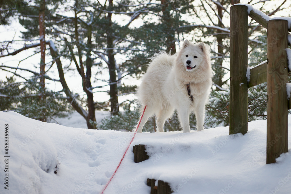 Samojed w scenerii zimowej, Biały pies na białym tle. Gruba sierść doskonale chroni tę rasę przed mrozem. - obrazy, fototapety, plakaty 