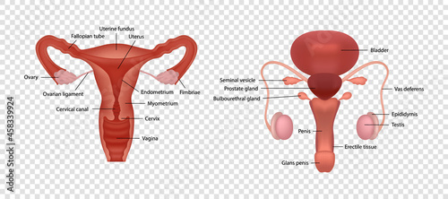 Realistic illustrations of male and female human reproductive systems with organs description isolated on transparent background