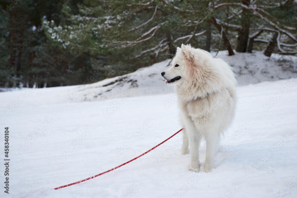 Samojed w scenerii zimowej, Biały pies na białym tle. Gruba sierść doskonale chroni tę rasę przed mrozem. - obrazy, fototapety, plakaty 