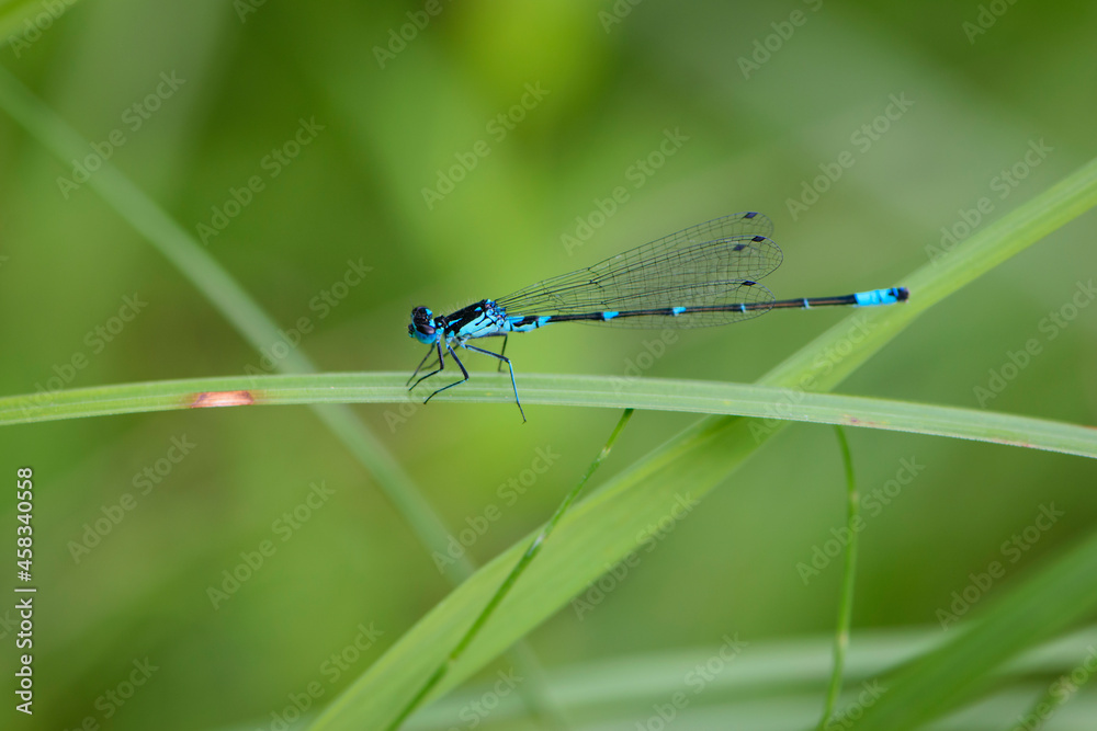 Coenagrionidae. blue dragonfly on a green leaf. A dragonfly with big eyes close-up sits on a green leaf of a river plant. natural blurred green background. macro of a insect. space for text Coenagrionidae. blue dragonfly on a green leaf. A dragonfly with big eyes close-up sits on a green leaf of a river plant. natural blurred green background. macro of a insect. space for text