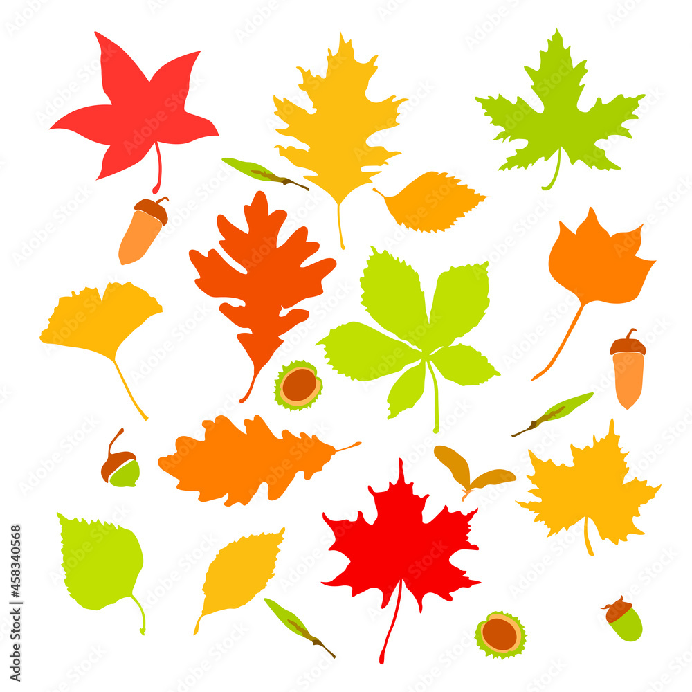 Obraz premium autumn leaves and fruits set isolated on white background. chestnut, acorns, seeds, leaves. Simple cartoon flat style, vector illustration.