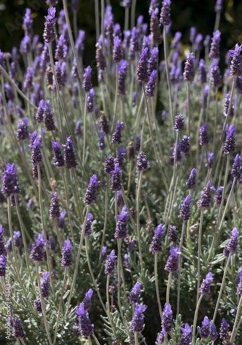 Lavender flowers floral background