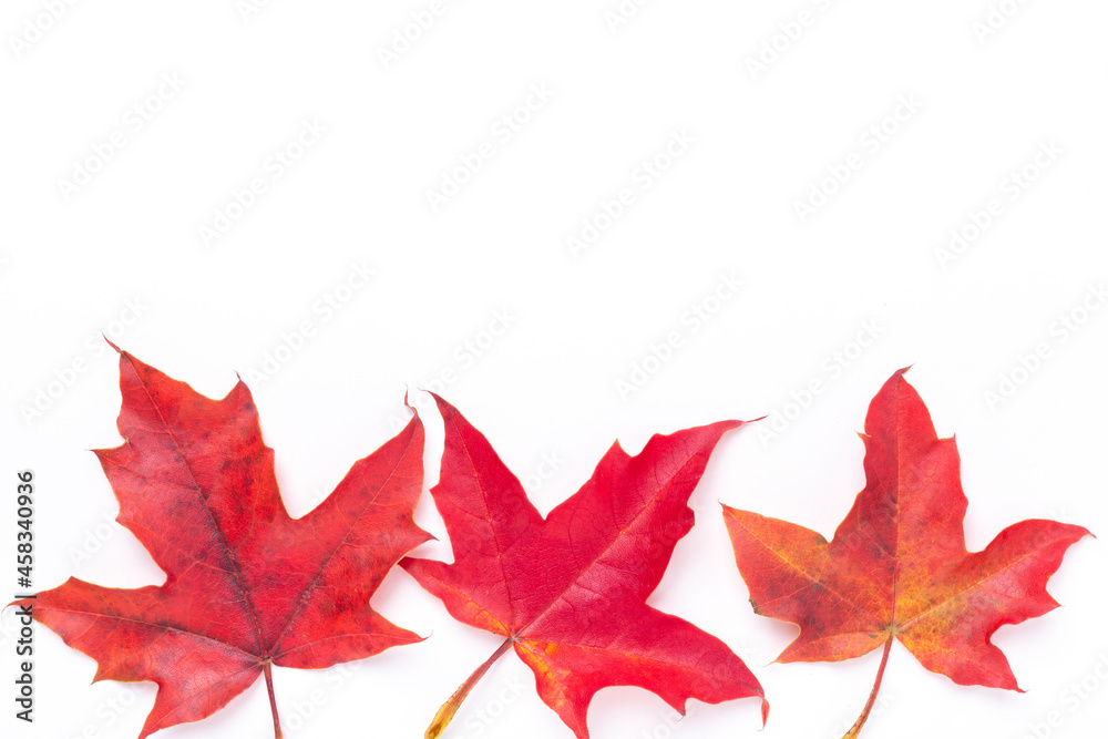 Autumn background. Red maple leaves on white background
