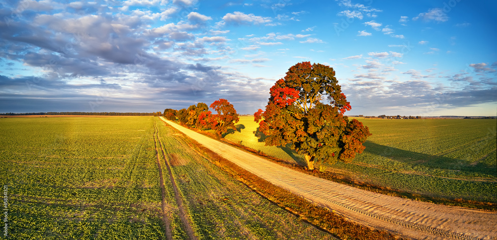 Autumn rural panorama. Fall colors beautiful trees dirt road agriculture fields. September sunny morning