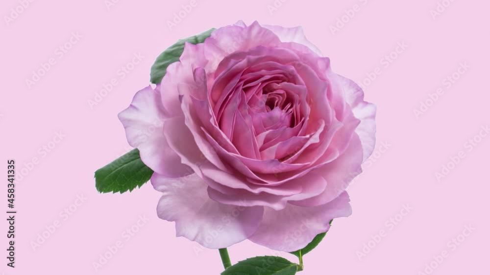 Beautiful fresh pink rose opening, close up. Spa concept. Wedding, Birthday, Valentines day, Mothers day concept. Congratulation banner Beautiful fresh pink rose opening, close up. Spa concept. Wedding, Birthday, Valentines day, Mothers day concept. Congratulation banner