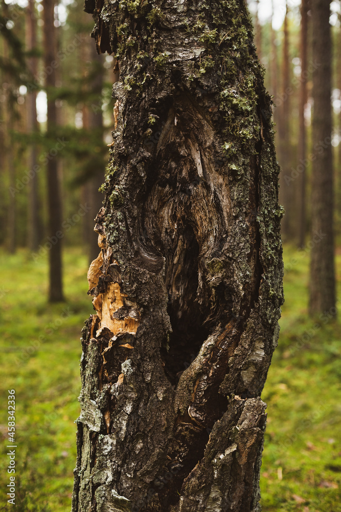 Tree trunk in forest
