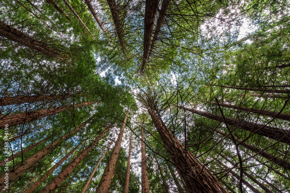 Fototapeta premium Secuoia forest Cabezon de la Sal