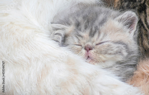 little persian kitten home portrait