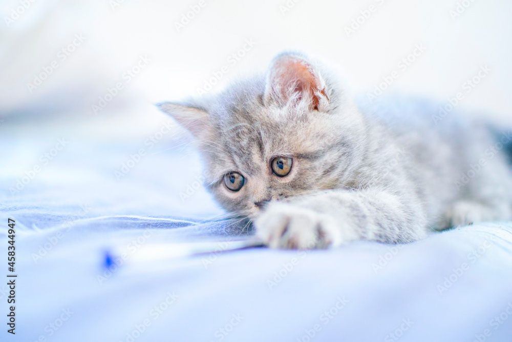 little persian kitten home portrait
