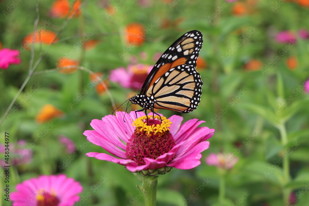 monarch butterfly on flower