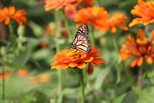 butterfly on flower © Ricardo