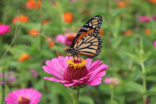 monarch butterfly on flower © Ricardo