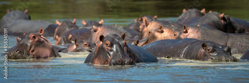 Fotografie, Tablou Panorama Of Hippos Wallowing In Hippo Pool