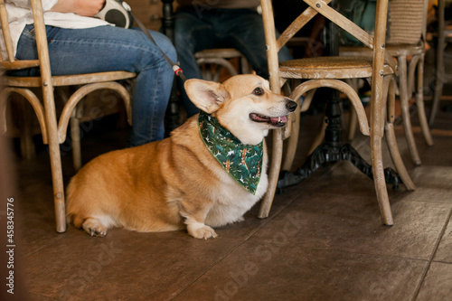 Happy smiling welsh corgi pembroke dog at a dog friendly cafe