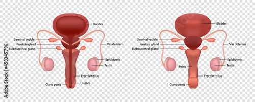 Realistic vector illustration of male human reproductive system with parts names isolated on transparent background