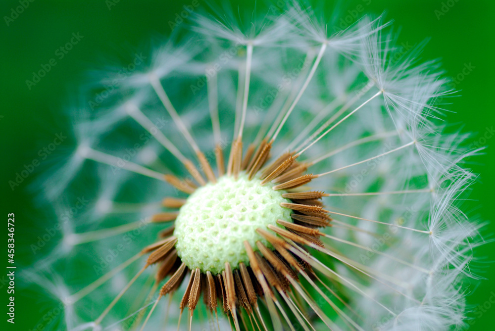 Dandelion seeds (Taraxacum officinale) on a green background Dandelion seeds (Taraxacum officinale) on a green background