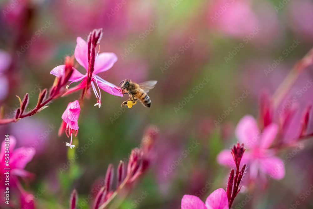 Ape su gaura Ape su gaura