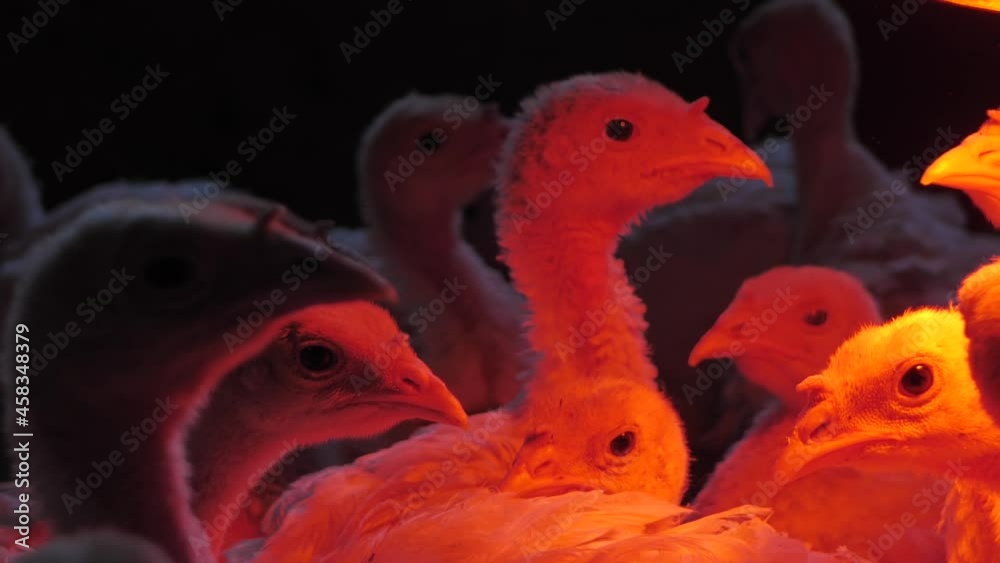 A small flock of chickens is under the lamp in its own small place. The