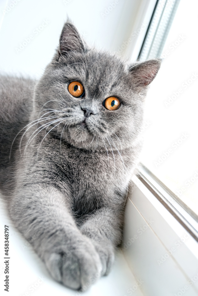 British short-haired cat lying on a white windowsill, looking in a camera British short-haired cat lying on a white windowsill, looking in a camera