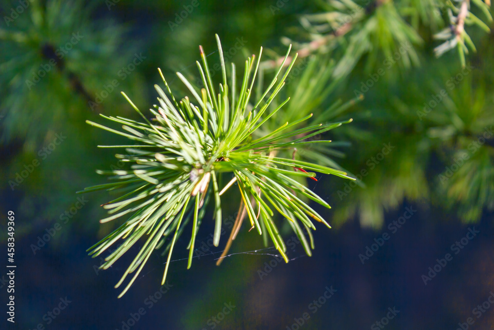 Background with beautiful green pine tree brunch close up.
