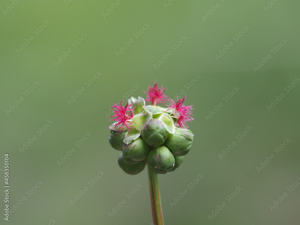 Der kleine Wiesenknopf besitzt winzige pinke Blüten - obrazy, fototapety, plakaty 