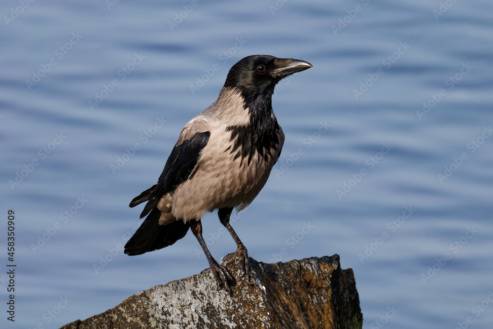 Crow and raven bird on the ground. Avifauna and wildlife. Birds flying and standing. Crow and raven bird on the ground. Avifauna and wildlife. Birds flying and standing.