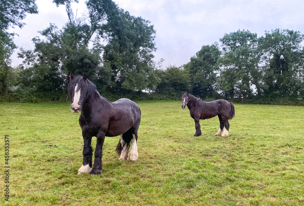 Black and white horses at green pastures of the farm. Country summer landscape, farm animals concept Black and white horses at green pastures of the farm. Country summer landscape, farm animals concept