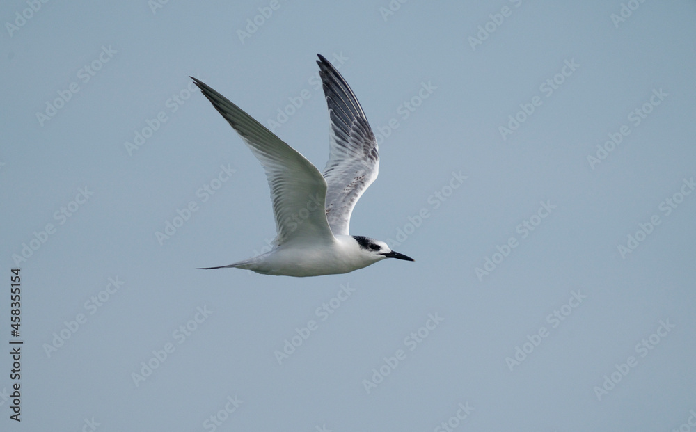 Obraz premium Sandwich tern, Thalasseus sandvicensis