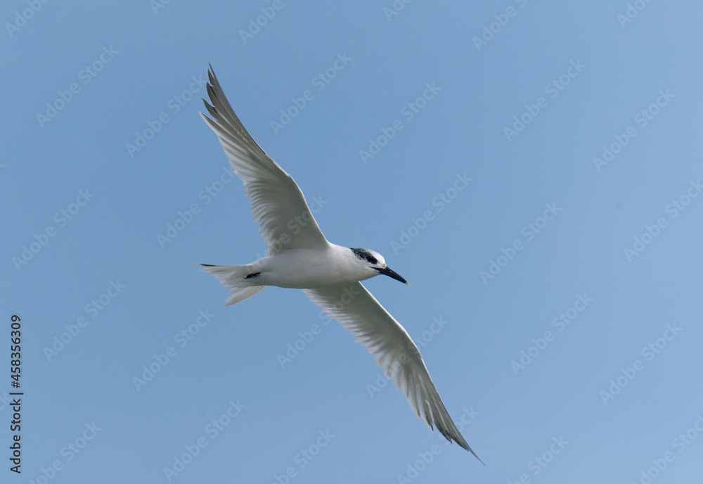 Sandwich tern, Thalasseus sandvicensis