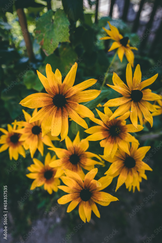 Beautiful yellow sunflower like summer flower
