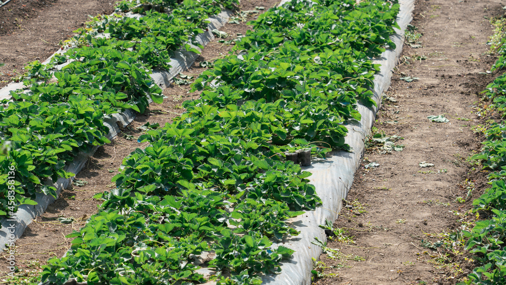 Growing strawberries outdoors on a sunny day Growing strawberries outdoors on a sunny day