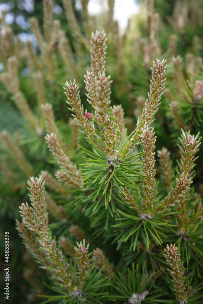 Mugo pine (Pinus mugo) is a carefree evergreen that can take the place of overused landscape ground cover plants such as junipers. Mugo pine (Pinus mugo) is a carefree evergreen that can take the place of overused landscape ground cover plants such as junipers.