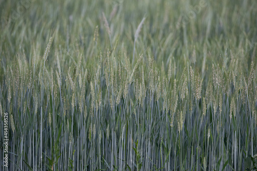 Barley during pollination. Cereal ripening in the field. Close up view of ears of grain with grain.