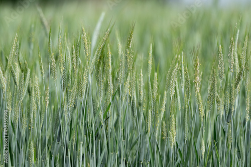 Barley during pollination. Cereal ripening in the field. Close up view of ears of grain with grain.