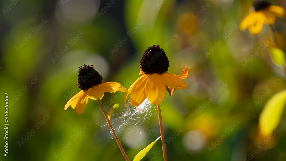 Between two bright yellow flowers with a black core, fluff is entangled on a sunny day in early autumn in September Between two bright yellow flowers with a black core, fluff is entangled on a sunny day in early autumn in September