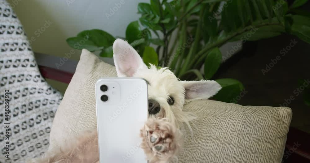 Cute silver miniature schnauzer terrier dog, white terrier dog funny holding smartphone in paw like a hand. Funny dog with smartphone concept