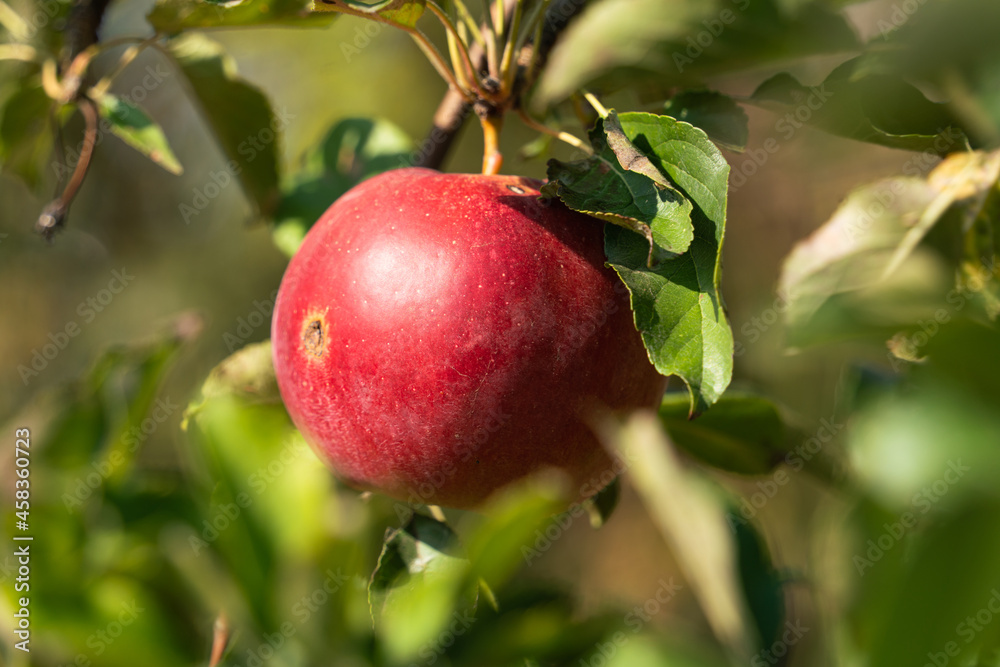 Red apple hanging on a green branch of an apple tree in early autumn in September Red apple hanging on a green branch of an apple tree in early autumn in September
